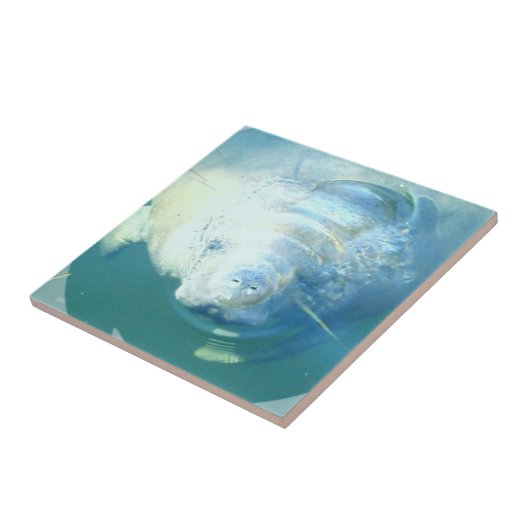 Peeking Manatee Tile Tegeltje (Zijkant)