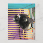 Peep Briefkaart (Voorkant)