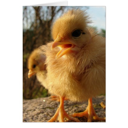 Peep! Peep! (Voorkant)