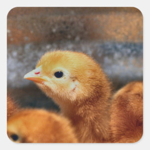 Peepepepiep Vierkante Sticker