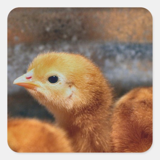 Peepepepiep Vierkante Sticker (Voorkant)