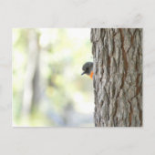 Peeping Struik Robin Kaart (Voorkant)