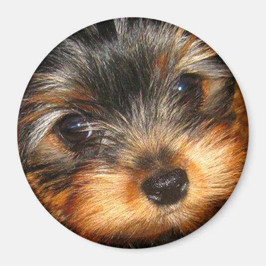 Peeping Yorkie Magnet Magneet (Voorkant)