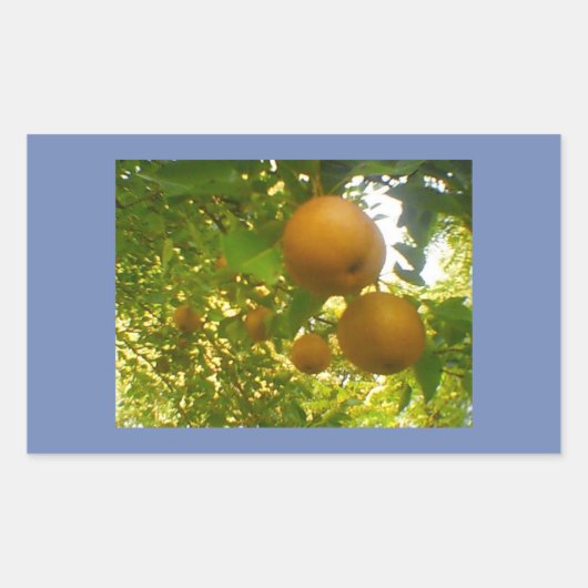 Peer Bloeit Rechthoekige Sticker (Voorkant)