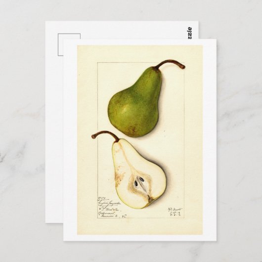 Peer Botanische Illustratie Briefkaart (Voorkant / Achterkant)