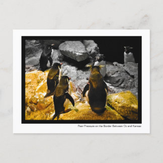 Peer Druk op de Kansas Border Penguins Photo Briefkaart