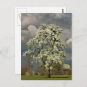 Peerboom in bloesems briefkaart (Voorkant / Achterkant)