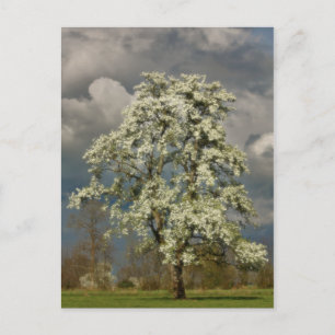 Peerboom in bloesems briefkaart