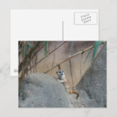 Peerkat Meerkat Briefkaart (Voorkant / Achterkant)