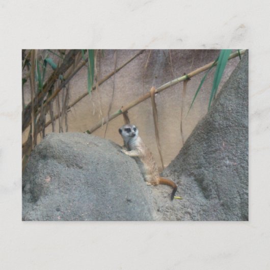 Peerkat Meerkat Briefkaart (Voorkant)