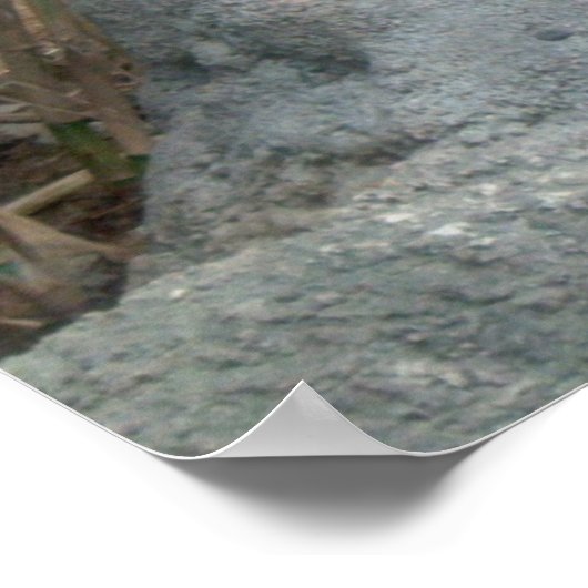 Peerkat Meerkat Poster (Hoek)