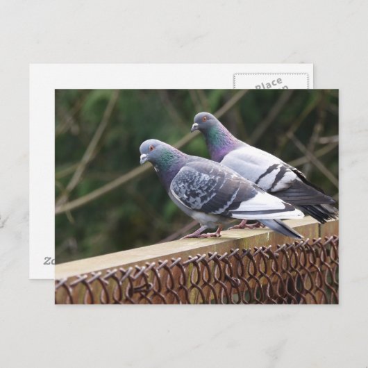 peerpuntduiven briefkaart (Voorkant / Achterkant)