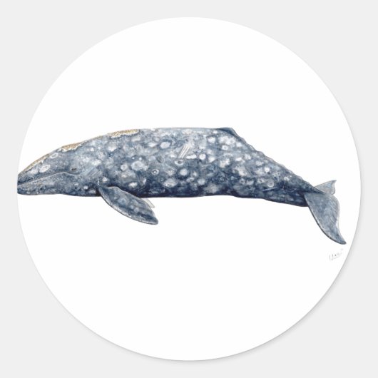 Pegatina ballena gris ronde sticker (Voorkant)