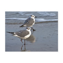 Peggy the One Footed Zee Gull of Galveston, TX