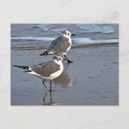 Peggy the One Footed Zee Gull of Galveston, TX Briefkaart