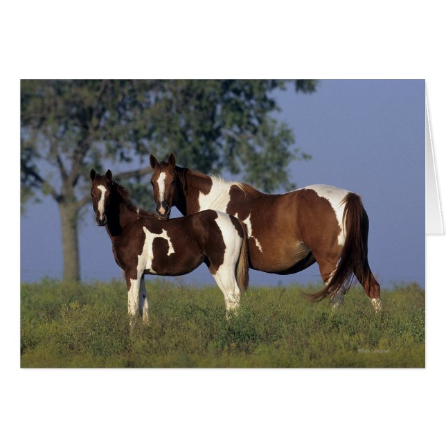 Peignez la jument et le poulain (Devant horizontal)