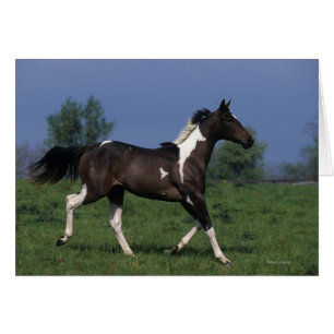 Peignez le cheval courant 2