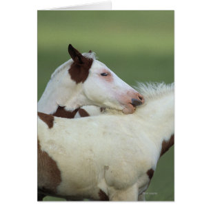 Peignez le jeu de poulains