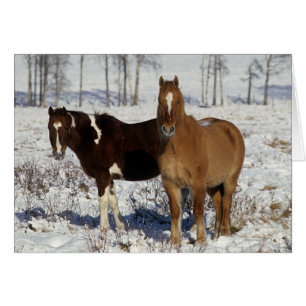 Peignez les chevaux dans la neige