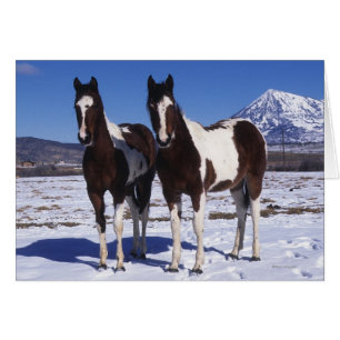 Peignez les chevaux se tenant dans la neige