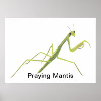 Peindre Mantis Peindre Posters Personnalisés