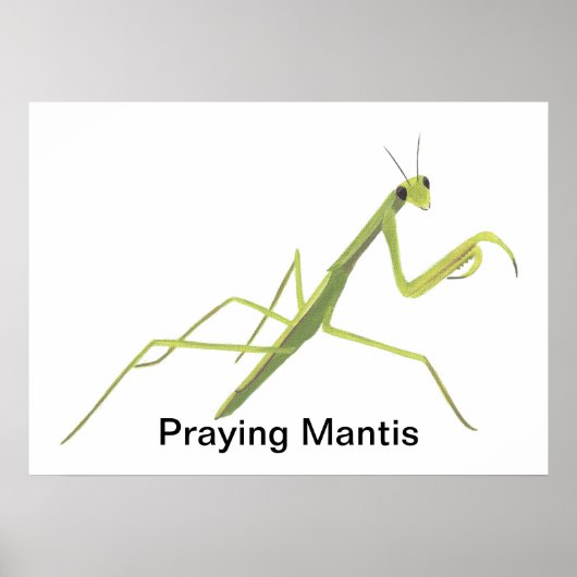 Peindre Mantis Peindre Posters Personnalisés (Devant)