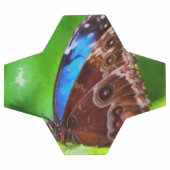 Peinture à papillon (Plat)