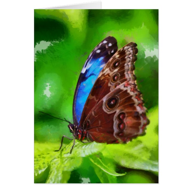 Peinture à papillon (Devant)