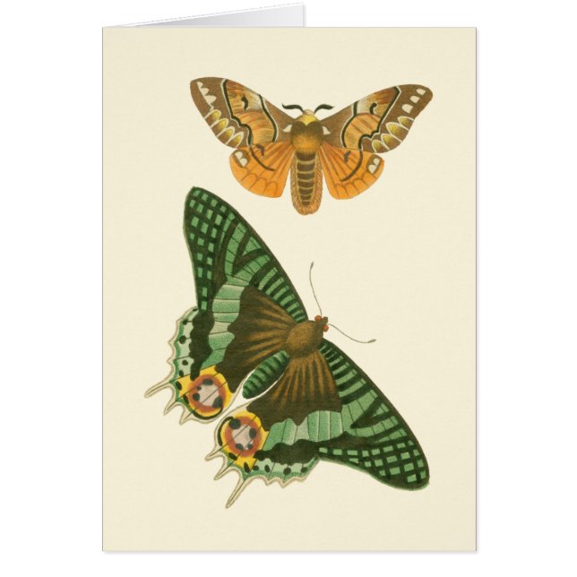 Peinture à papillon légèrement frontière (Devant)