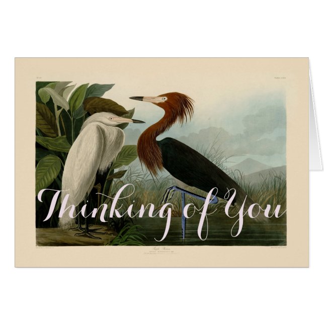 Peinture de la faune d'Audubon Heron violet (Devant horizontal)