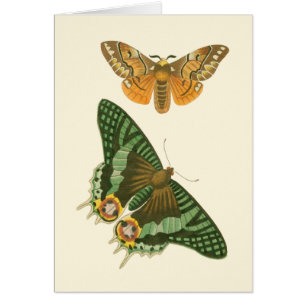 Peinture légèrement encadrée de papillon