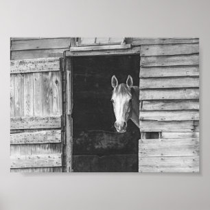 Pekaboo Horse en Barn Black en White Poster
