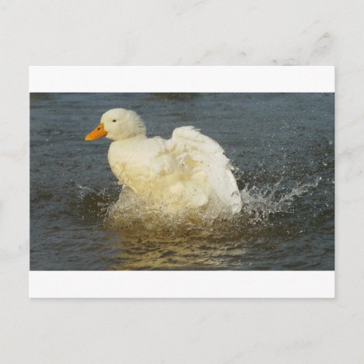 Pekin Duck IV Briefkaart (Voorkant)