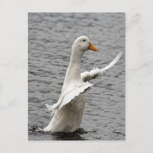 Pekin Duck Photo Briefkaart