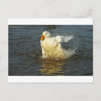 Pekin Duck VII Briefkaart
