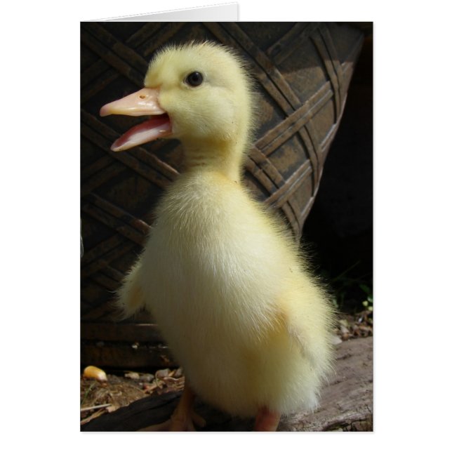 Pekin Ducking (Voorkant)