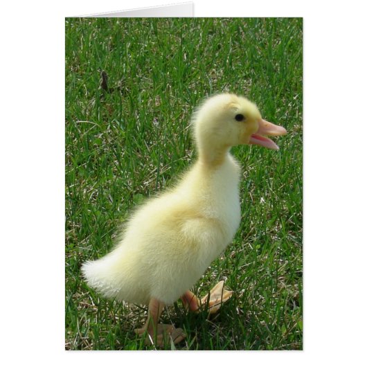 Pekin Ducking (Voorkant)