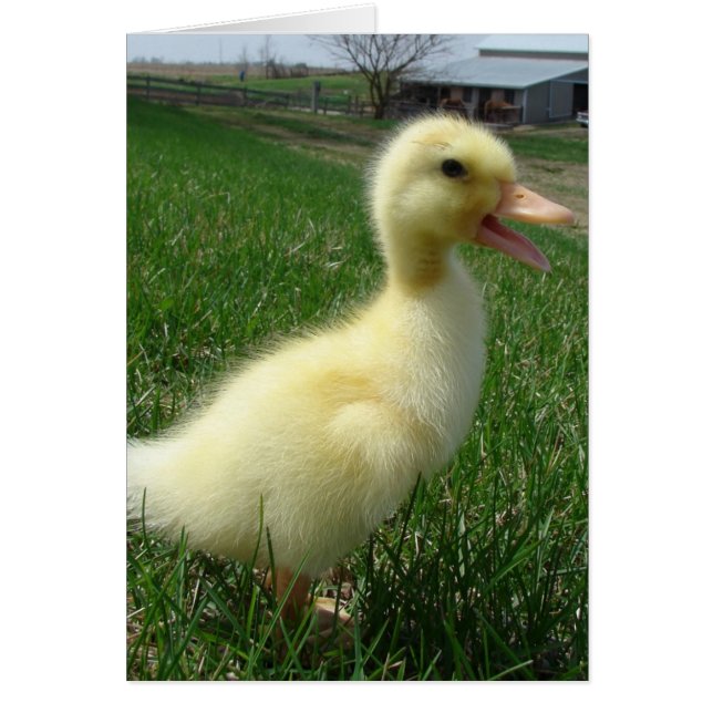 Pekin Duckling (Devant)