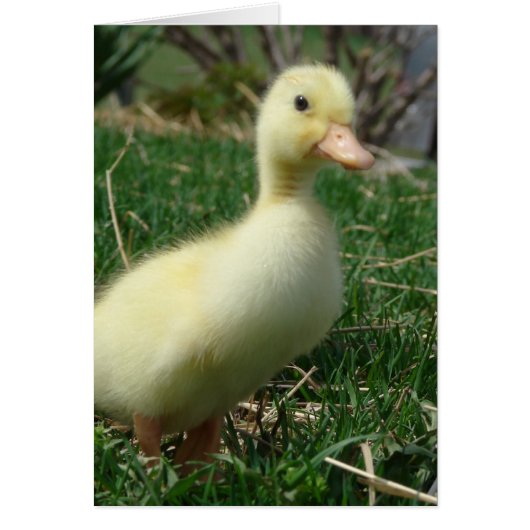 Pekin Duckling (Devant)