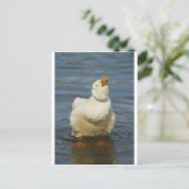 Pekin Shake Briefkaart (Staand voorkant)