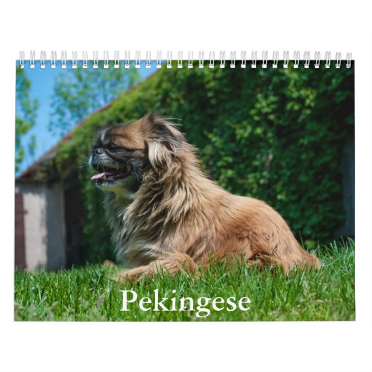pekinees kalender (Hoes)