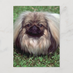 Pekinese Briefkaart