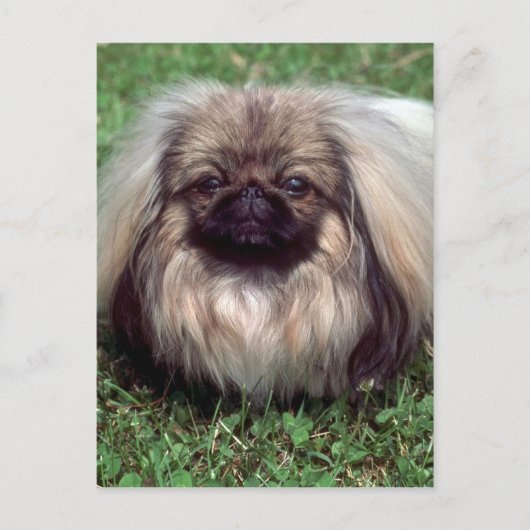 Pekinese Briefkaart (Voorkant)
