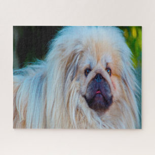 Pekinese hond. legpuzzel