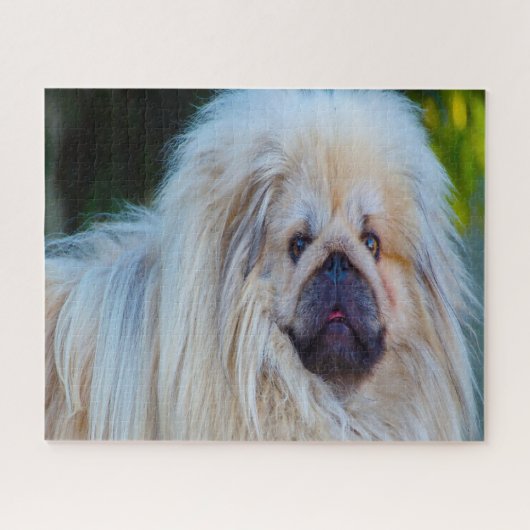 Pekinese hond. legpuzzel (Horizontaal)