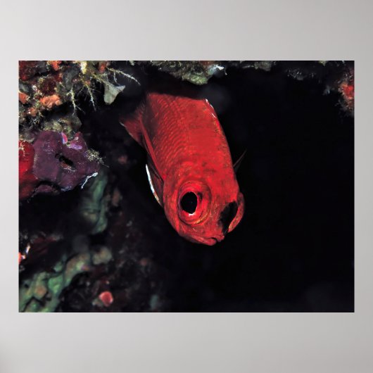 Peking Cardinalfish Poster (Voorkant)