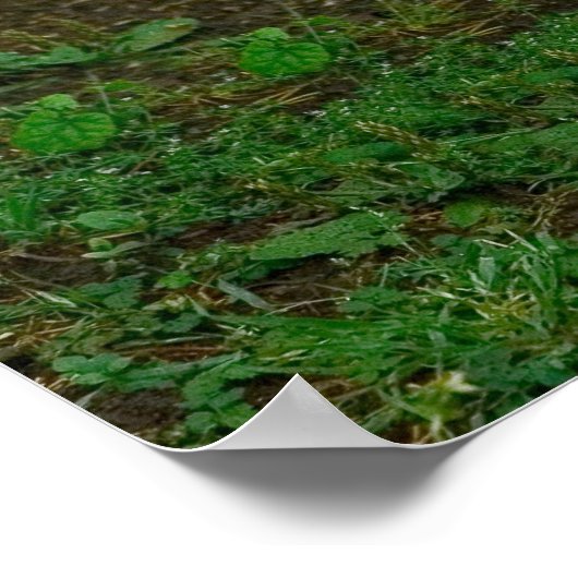 Peking Duck Poster (Hoek)