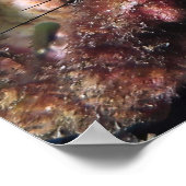 Peking Grouper Poster (Hoek)