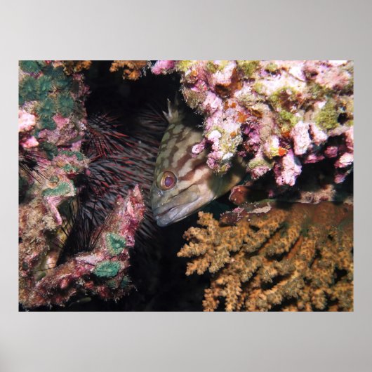 Peking Grouper Poster (Voorkant)