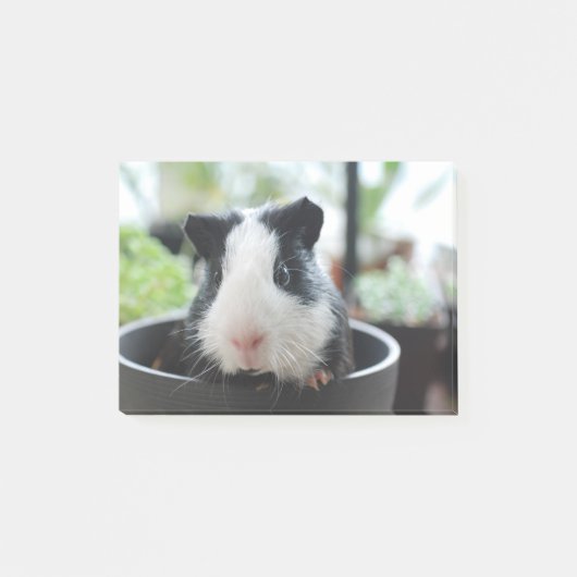 Peking Guinea Pig Post-it® Notes (Voorkant)